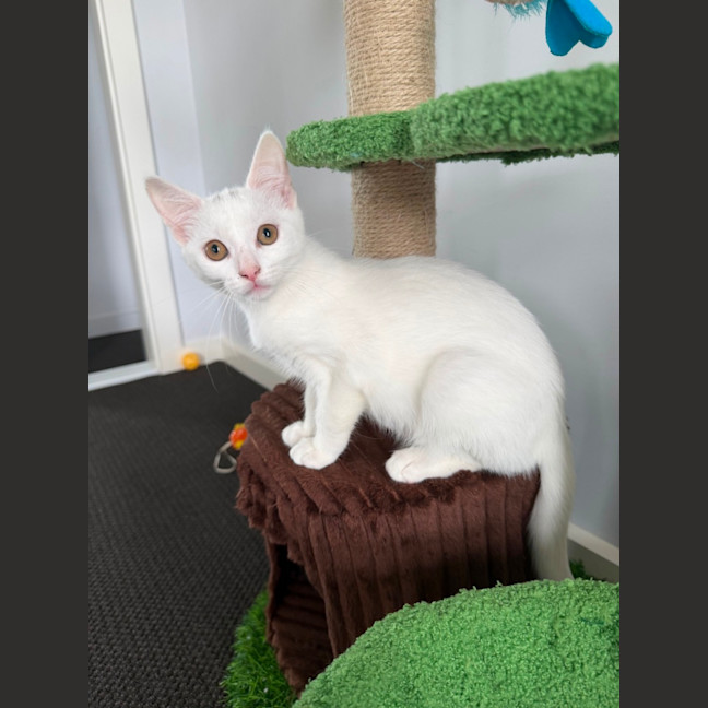 Photo of Soleil