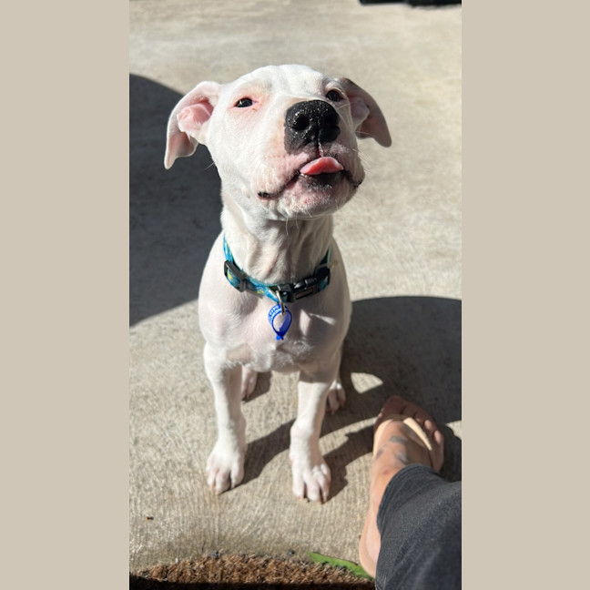 Photo of Boof   4 Month Old Staffy X (Trial)