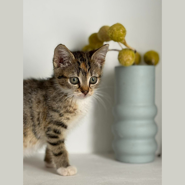 Photo of Boots