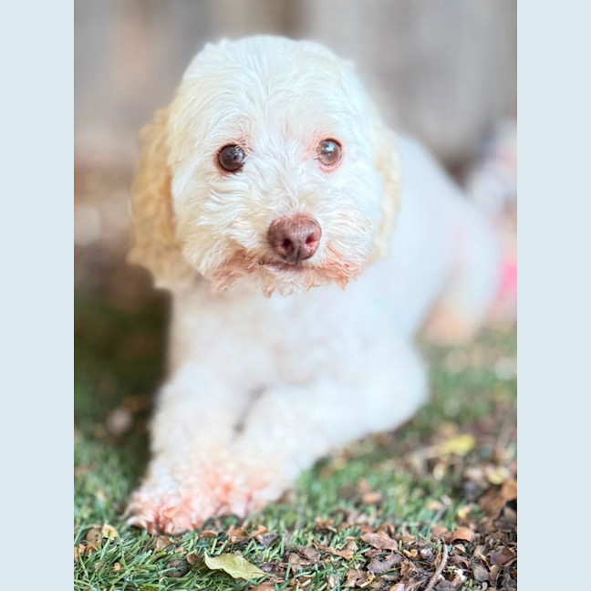 Photo of Westie