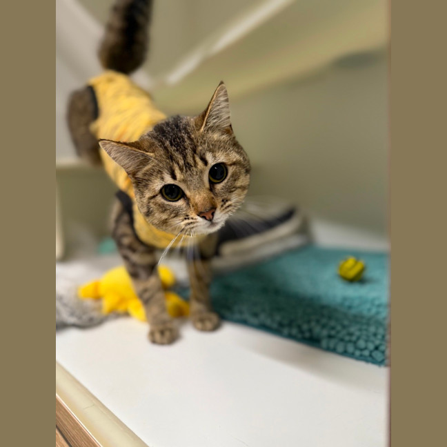 Photo of 🍯 Mabel 6609 🍯