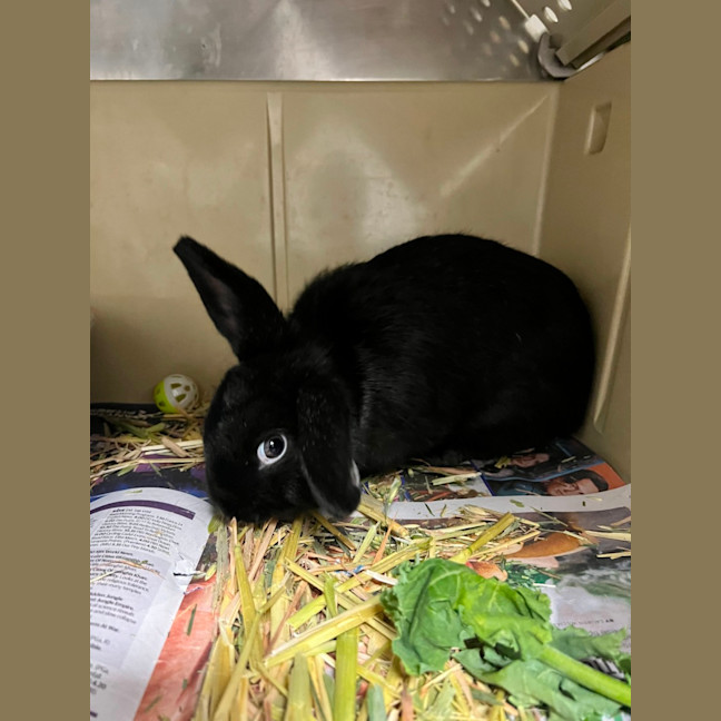 Photo of Dopey   Meet Me @ Petstock Engadine