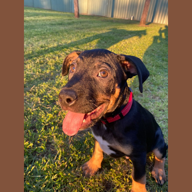 Photo of Onyx   12 Week Old Staffy X