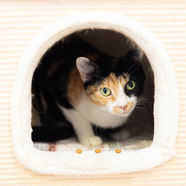 Photo of Luna Aka Meadow