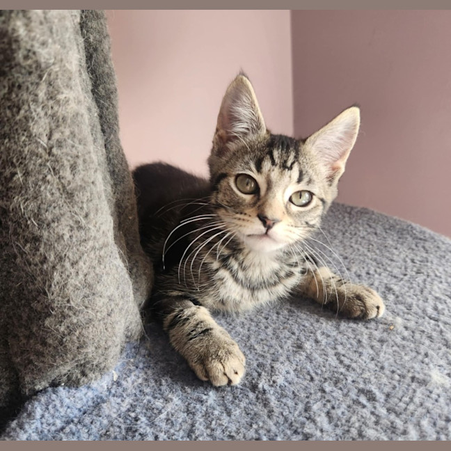 Photo of Emerald  On Display At Vets On Parker, Templestowe