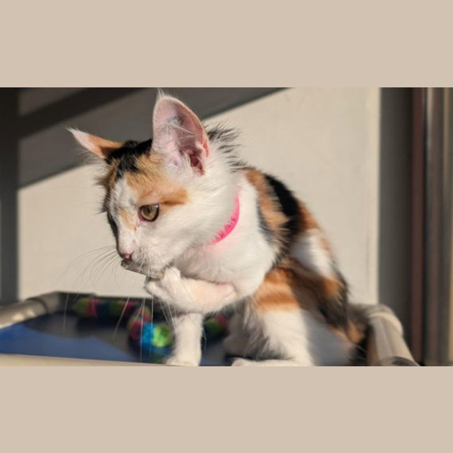 Photo of Penelope