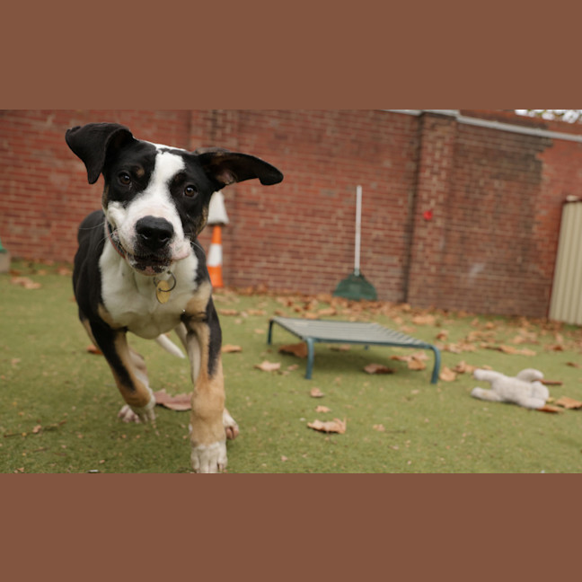 Photo of Pongo