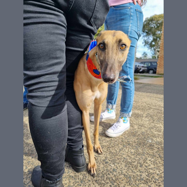 Photo of Tina The Greyhound