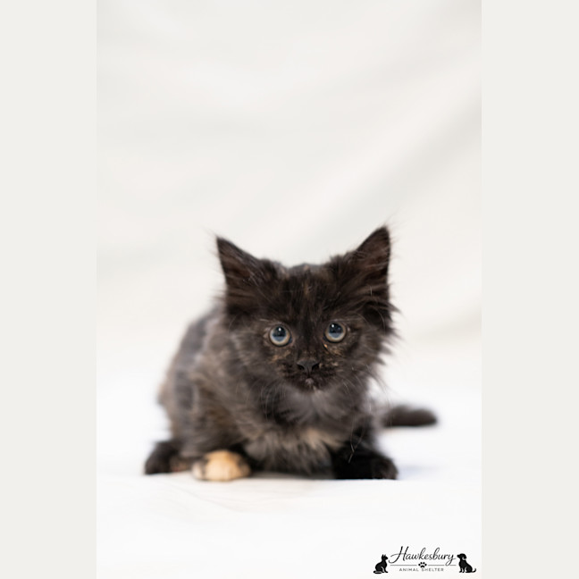 Photo of Kelsie