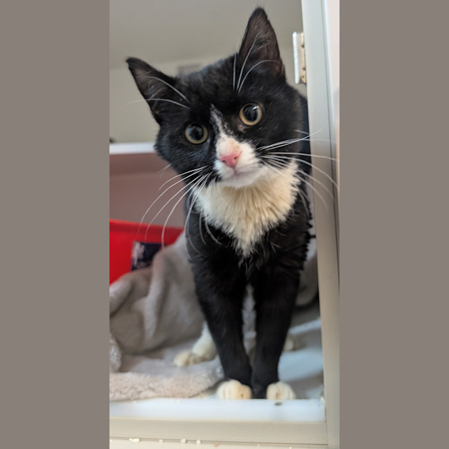 Photo of Pebbles