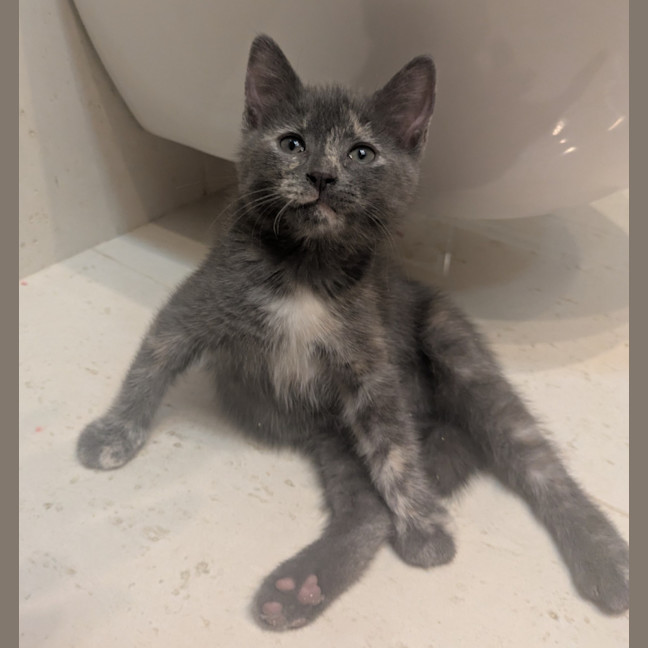 Photo of Misty