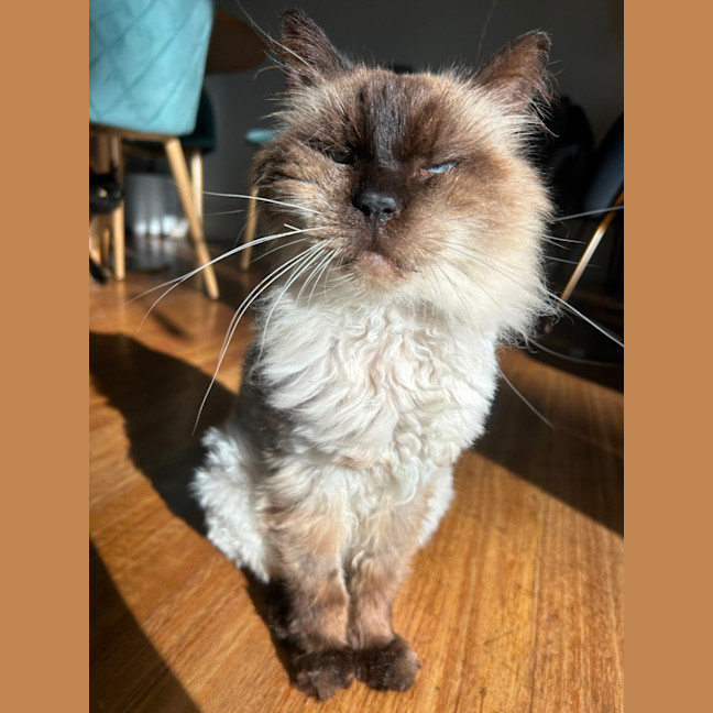 Photo of Elvis Presley