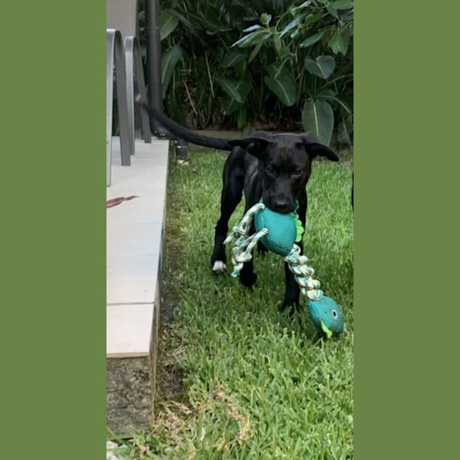 Photo of Bandit