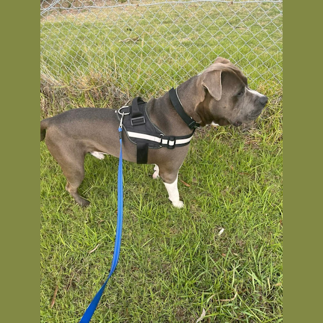 Photo of Oatmeal Cookies