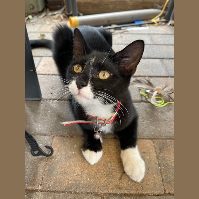 Photo of Foxy Socks Buu