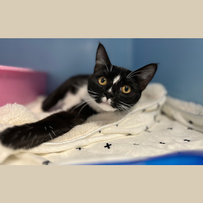 Photo of Penny