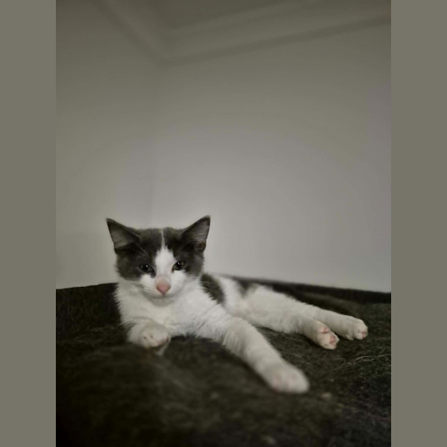 Photo of Casper