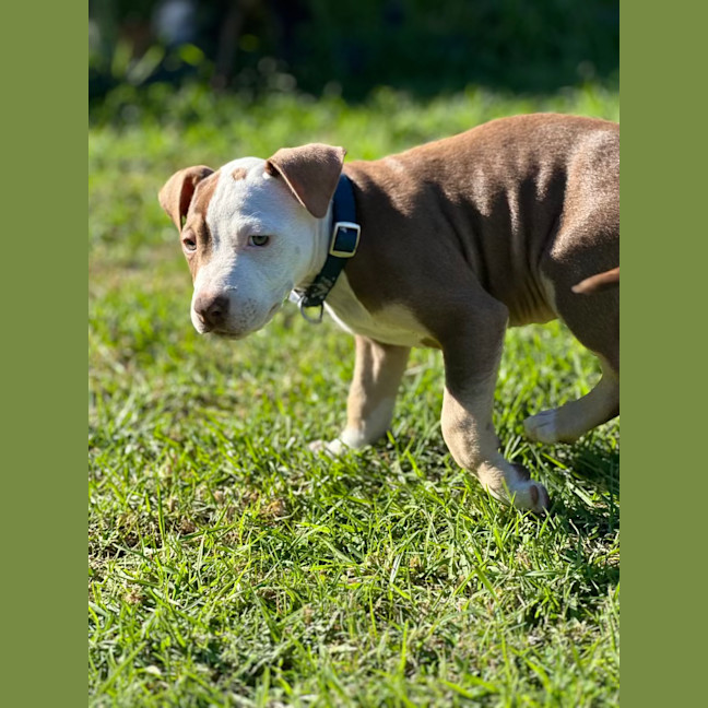 Photo of Humpfrey Bojangles