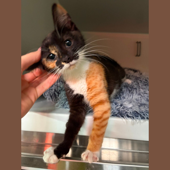 Photo of Sprout
