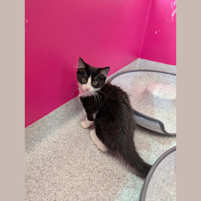 Photo of Tifa Meet Me@Petstock Clyde North Store