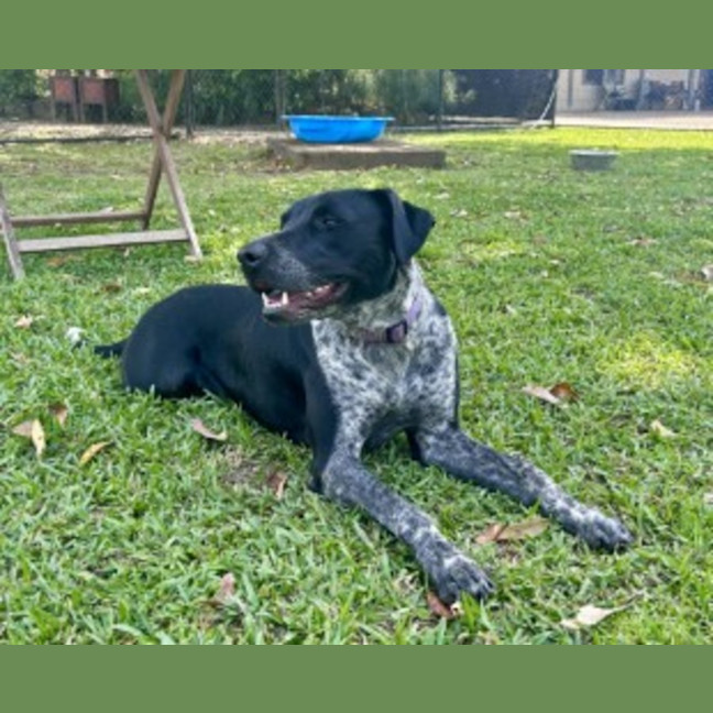 Photo of Archie