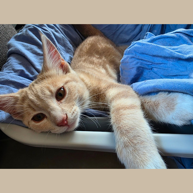 Photo of Makaro 🌷