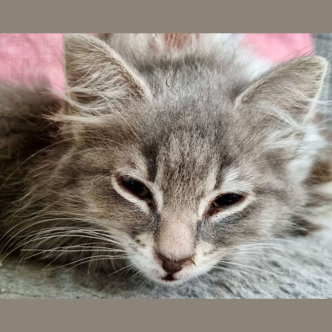 Photo of Bennie & The Jets