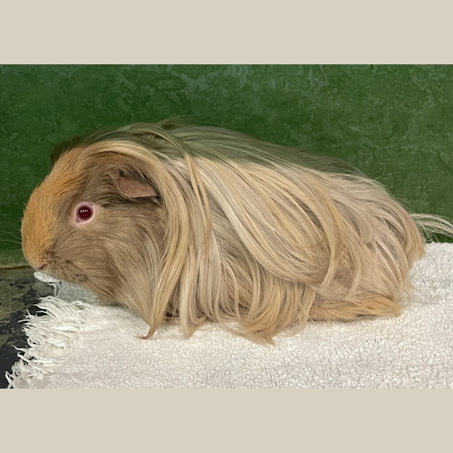 Photo of Ella (Bonded To Donna Noble)