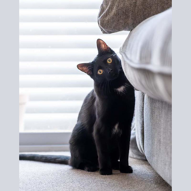 Photo of Olive
