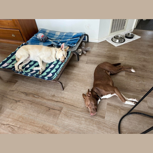 Photo of Gingerbread