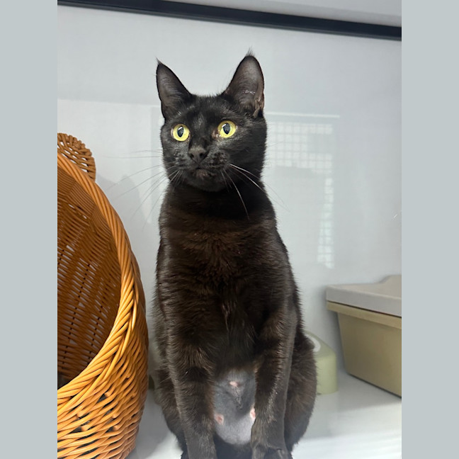 Photo of Dumpling