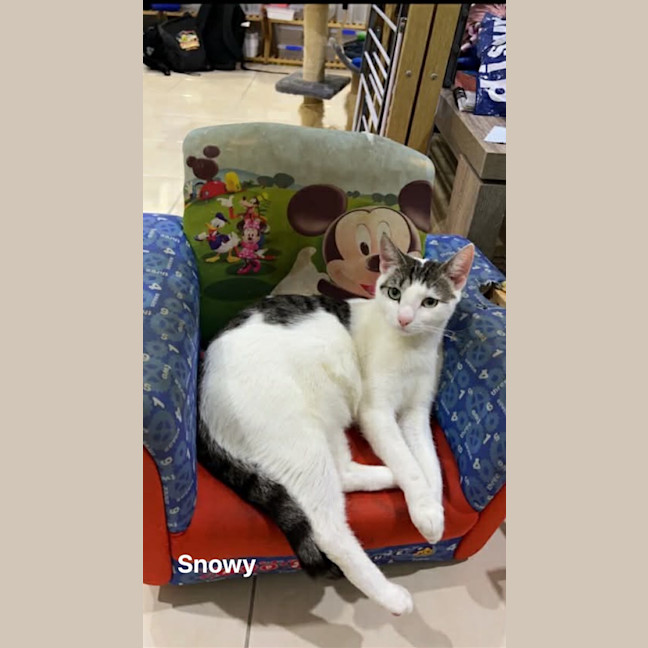 Photo of Snowy