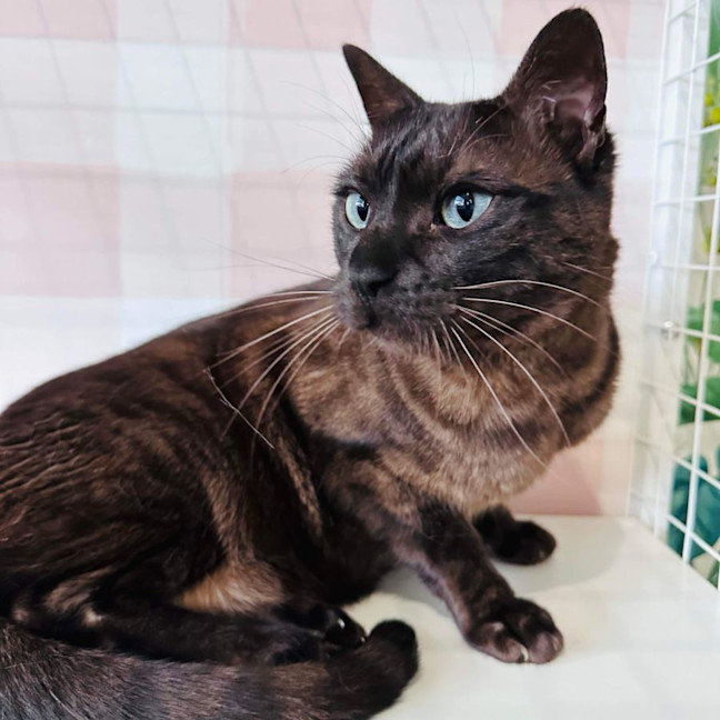 Photo of Lynx   Located In Preston 