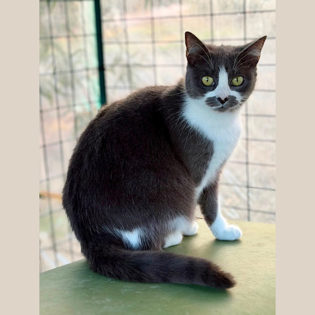 Photo of Smokey
