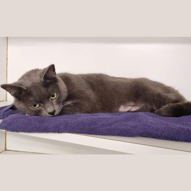 Photo of Minerva