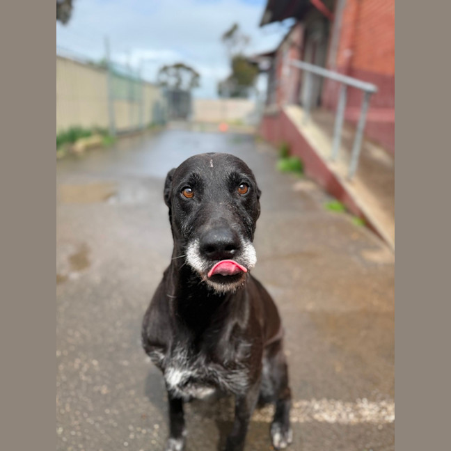 Photo of Digger