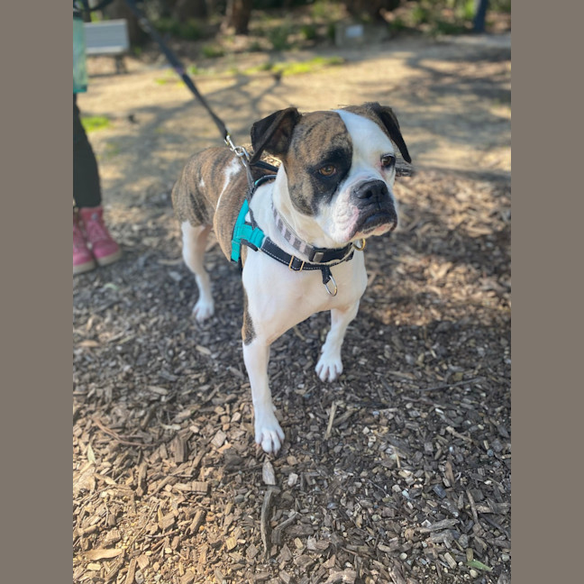 Photo of Olive 