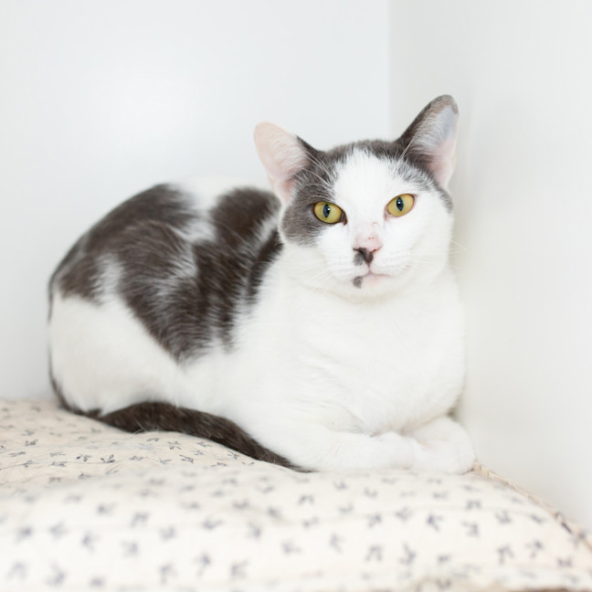 Photo of Smokie