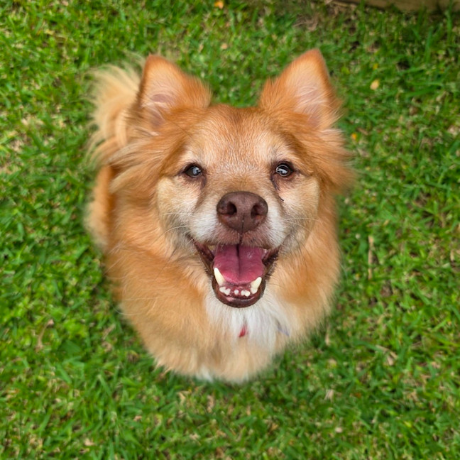 Photo of Louie   9 Year Old Pomeranian X
