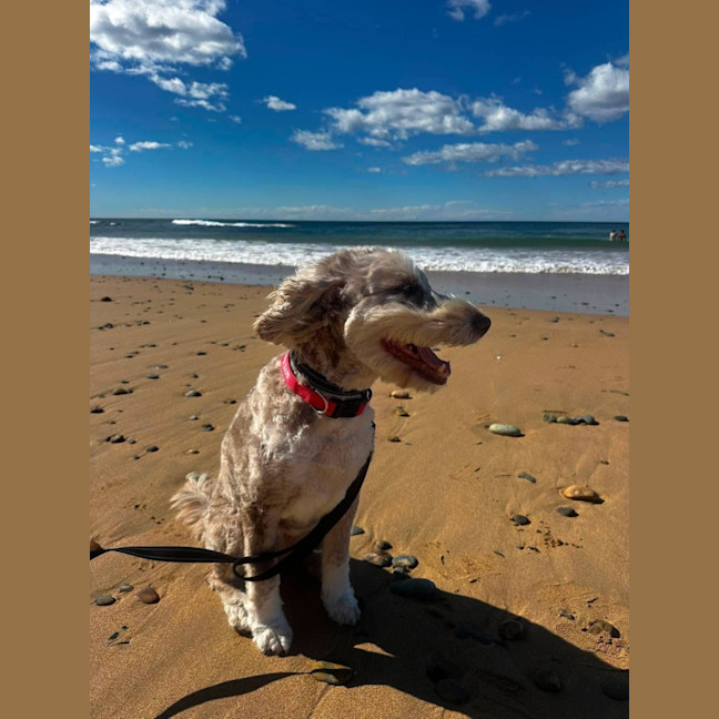 Photo of Bailey