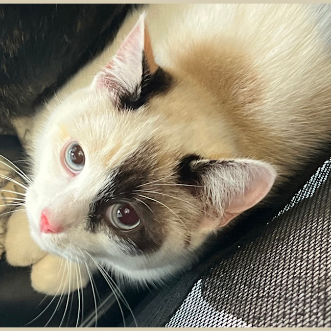 Photo of Momo