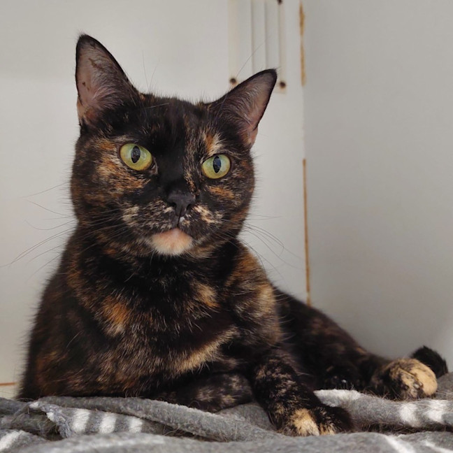 Photo of Willow