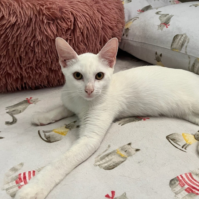 Photo of Iggy