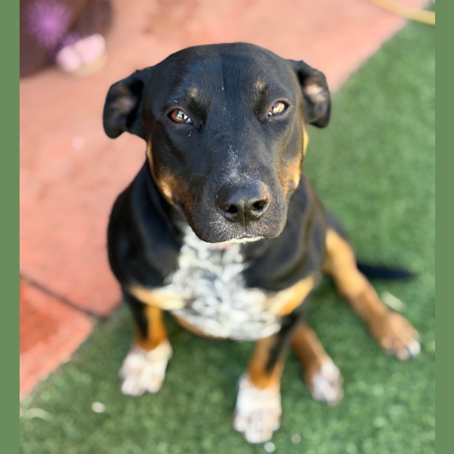 Photo of Posy