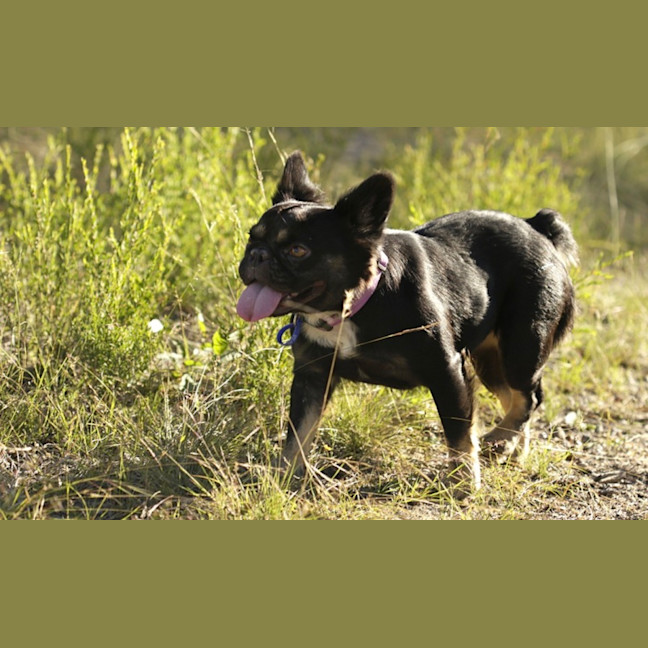 Photo of Gidget   3 Year Old French Bulldog