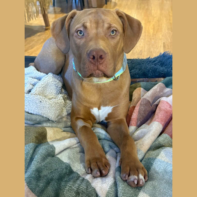 Photo of Bronson