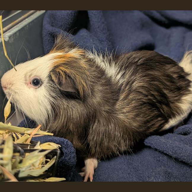 Photo of Clinkers