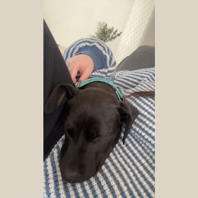 Photo of Bindi   5 Month Old Staffy X Cattle Dog