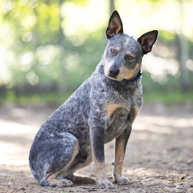 Photo of Cobalt