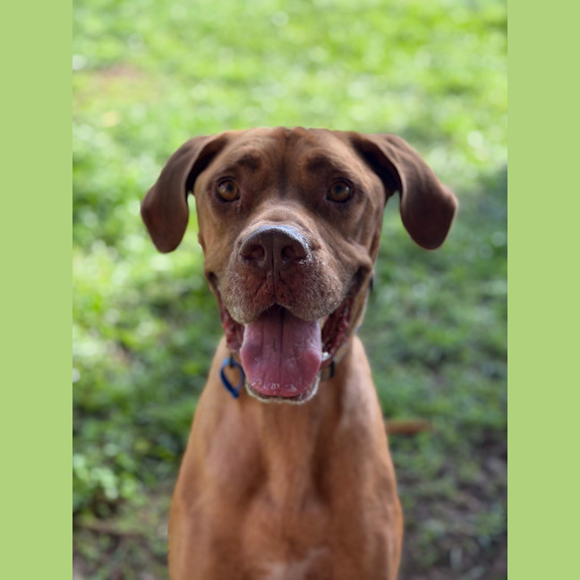 Photo of Peanut